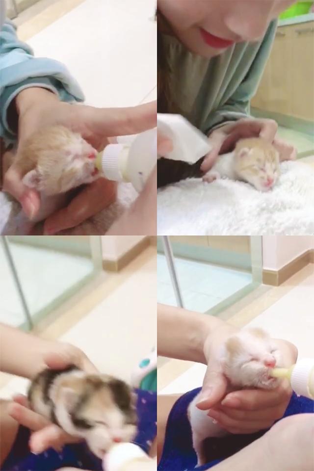 如何喂养刚出生的小奶猫？｜成功喂养四只奶猫的经验分享