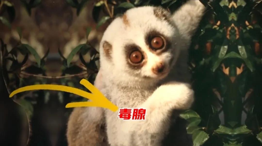 致命萌物，盘点七大能杀死你的可爱动物