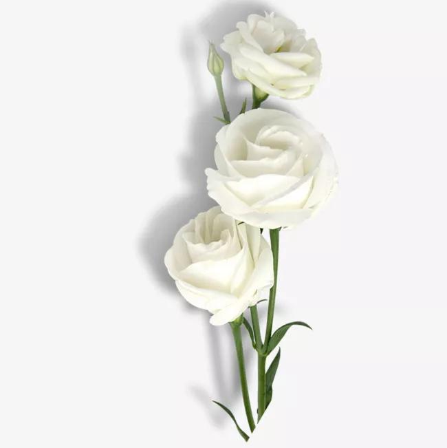 白玫瑰花的花语和寓意
