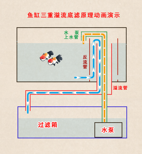 养鱼究竟配哪种过滤系统才好(养鱼用什么过滤系统最好)