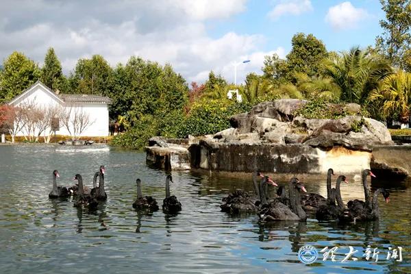 痛心！大理大学12只网红黑天鹅被烈犬咬死！包括6只丑小鸭！狗主人赔4万元