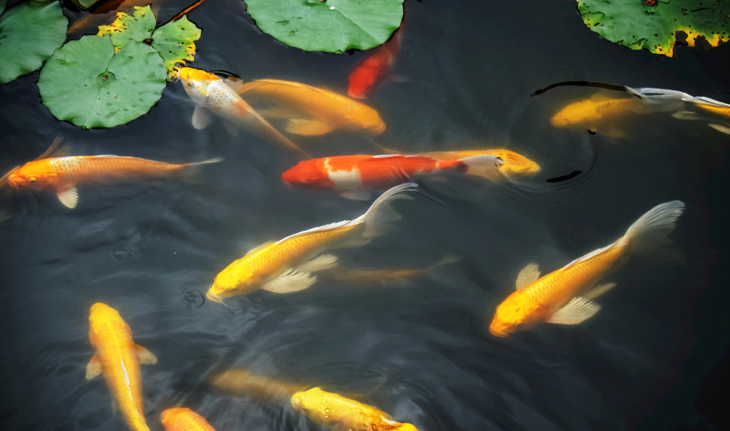 鱼池里的中国红，这样的庭院是不是爱了