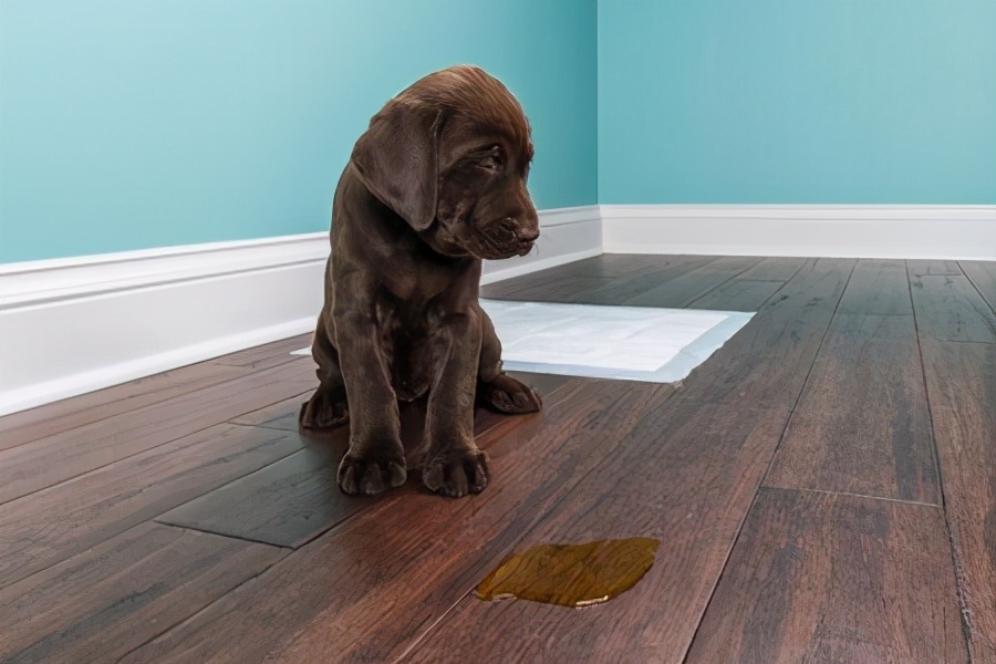 怎样训练狗狗去厕所大小便？6个要点，新手主人也能学会