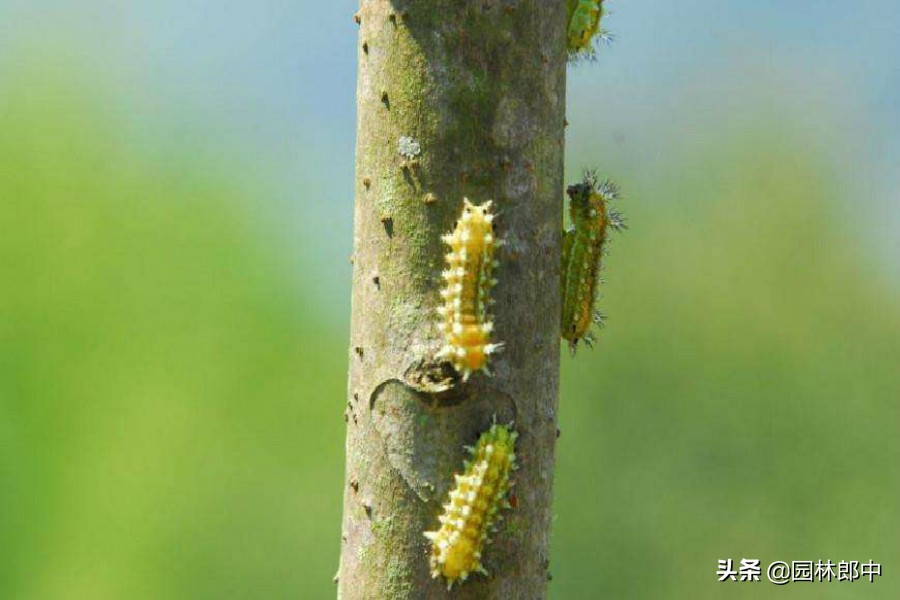 这种害虫俗称洋辣子,不仅危害园林植物,还会伤到人