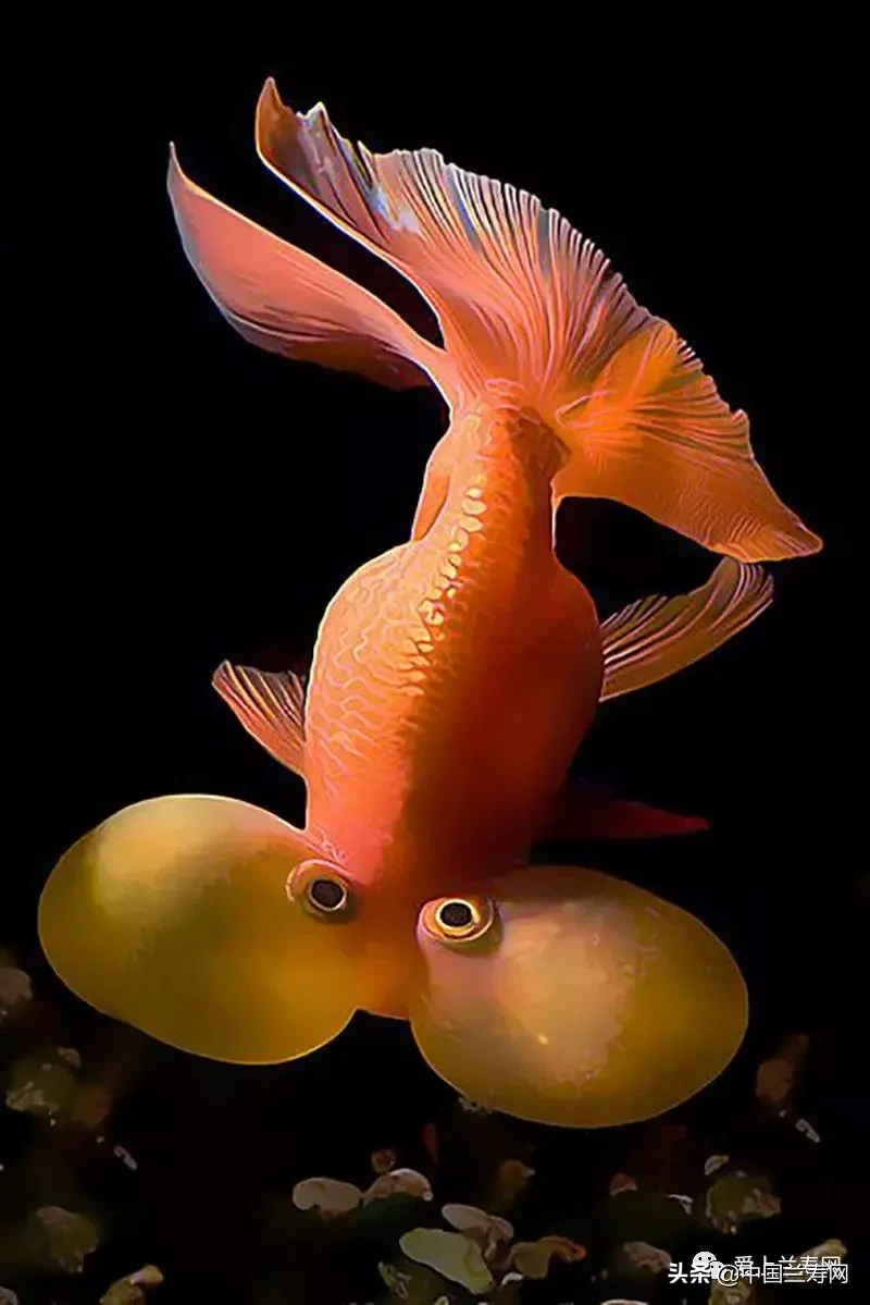 水泡眼金鱼眼睛破了怎么办(金鱼品种介绍之水泡)