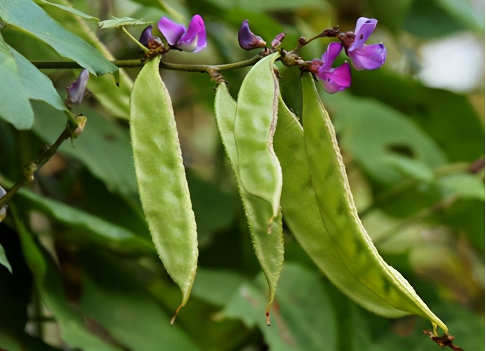 饭豆图片(曾是农村的) - 赤虎壹号