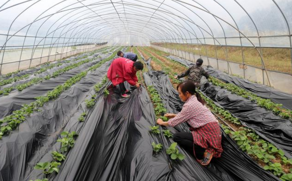 大棚草莓栽培技术,按着步骤做,新手也能收获优质高产的草莓_农业技术