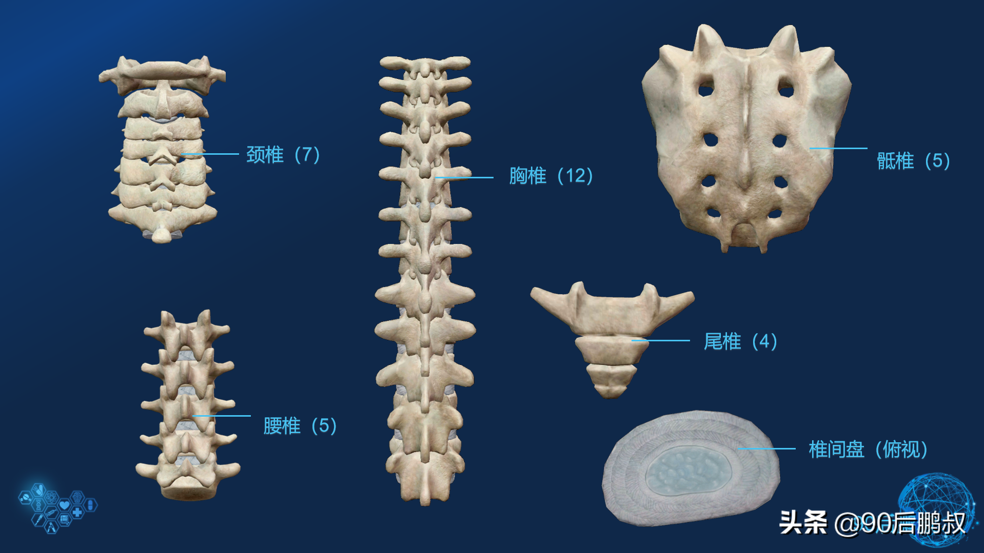 运动解剖—脊柱