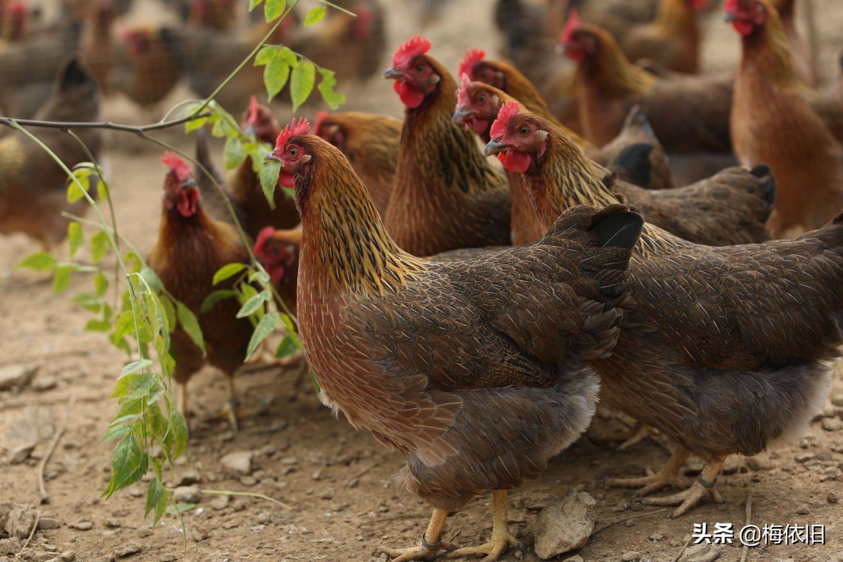 广东没存在感的城市，因一只鸡走红一千年，比其它地方的好吃10倍