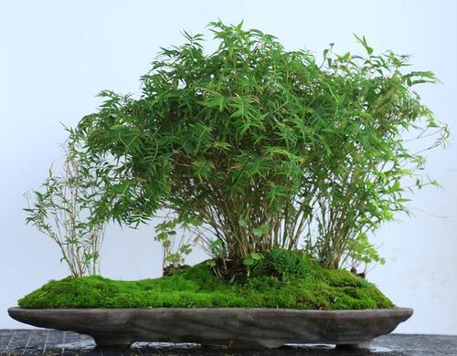 鳳尾竹圖片,鳳尾竹圖片高清大圖