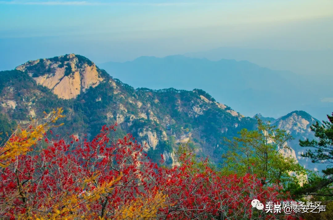 深秋泰山：一年好景君须记，最是橙黄橘绿时