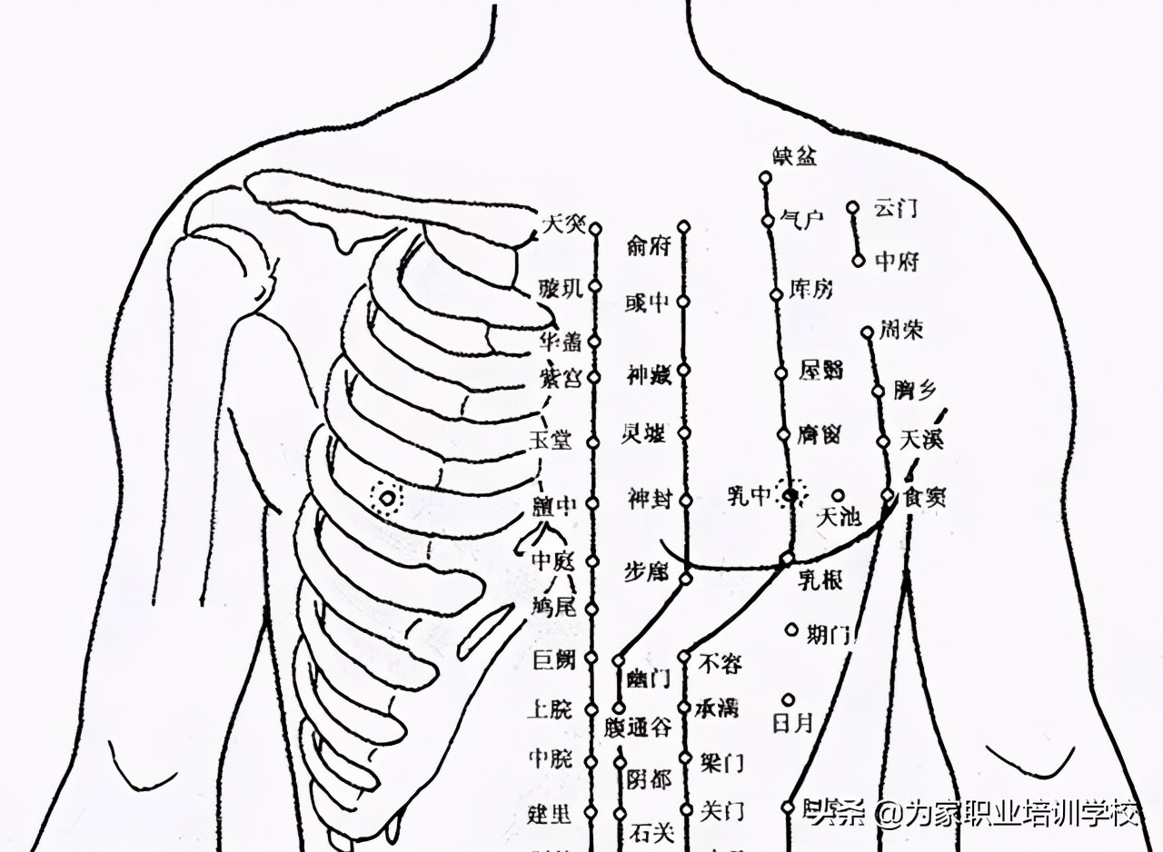 乳房经络分布图 图解图片