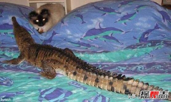 鳄鱼养久了会认主人吗（两点深刻了解鳄鱼的本性）