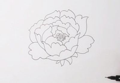 花卉简笔画教程：教你画一朵雍容华贵的牡丹花