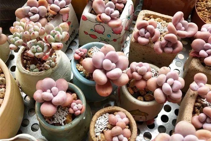 多肉养护大总结,这7点学会了,啥肉都能养得活