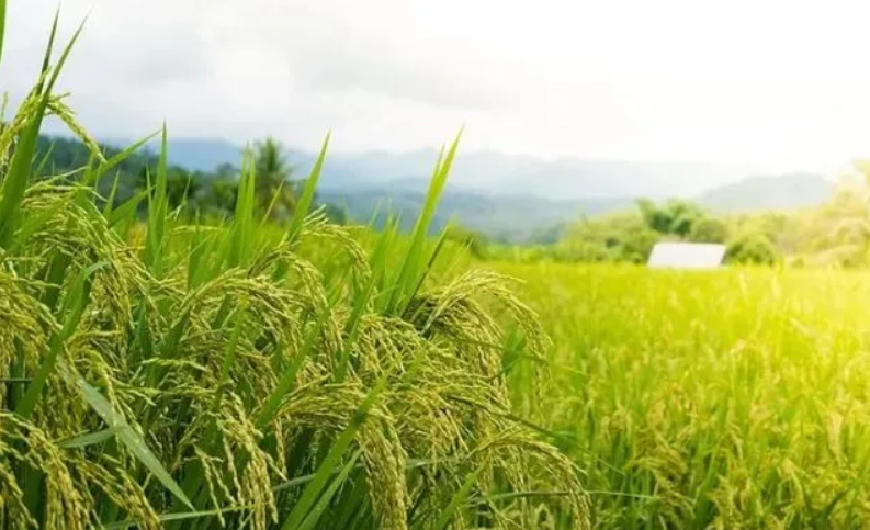 2021文水稻田音乐节演出阵容、门票票价