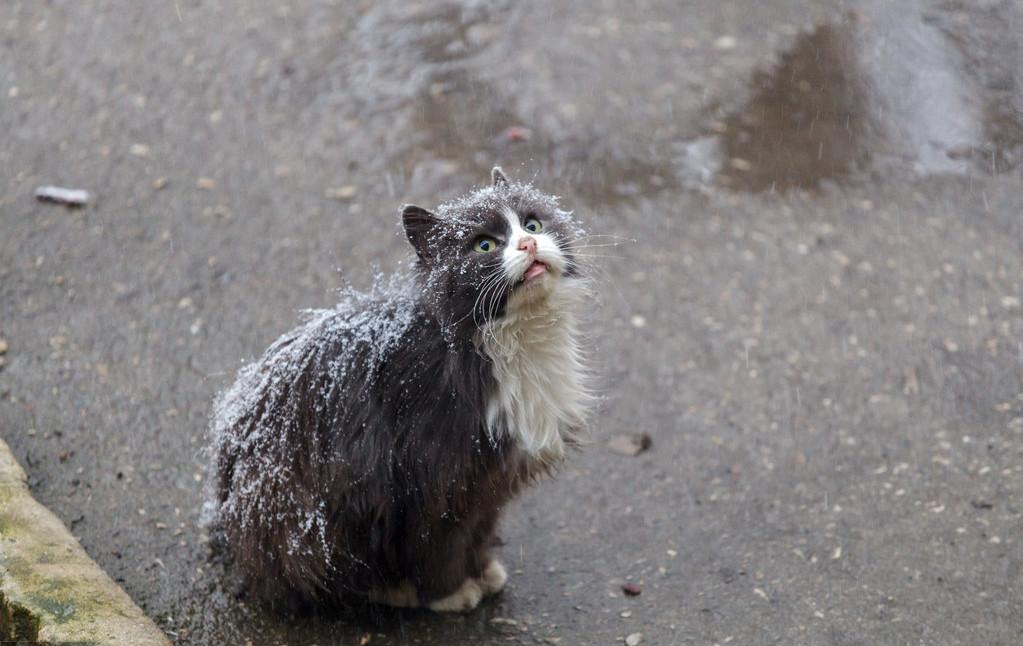 冰猫(冰猫圣遗物怎么配)-我的快乐小窝