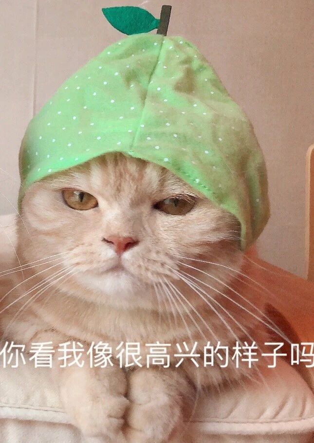 猫咪表情包​  生气专用表情包