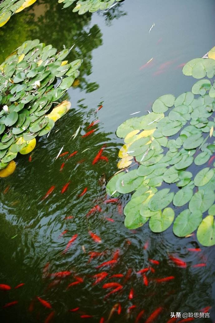 观鱼诗词精选二十四首 我嗟不及群鱼乐，虚作人间半世人