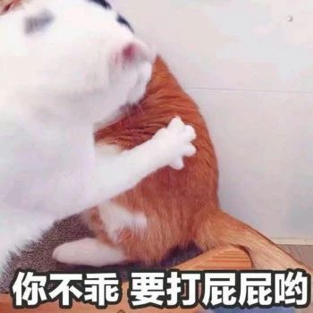 性感猫咪，在线陪聊