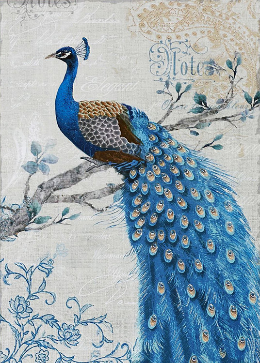 孔雀东南飞！高贵、冷艳的白孔雀