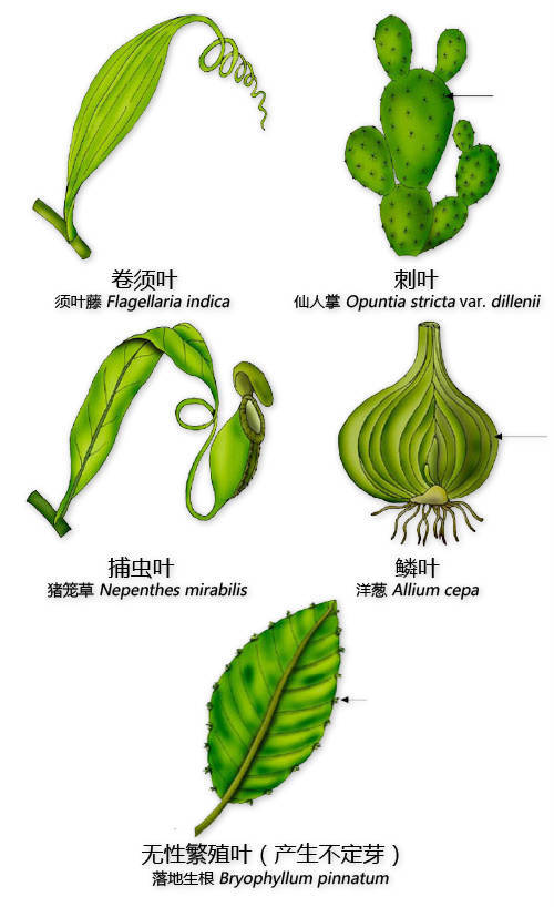 花的基本结构简图（教科书般的植物形态图解）