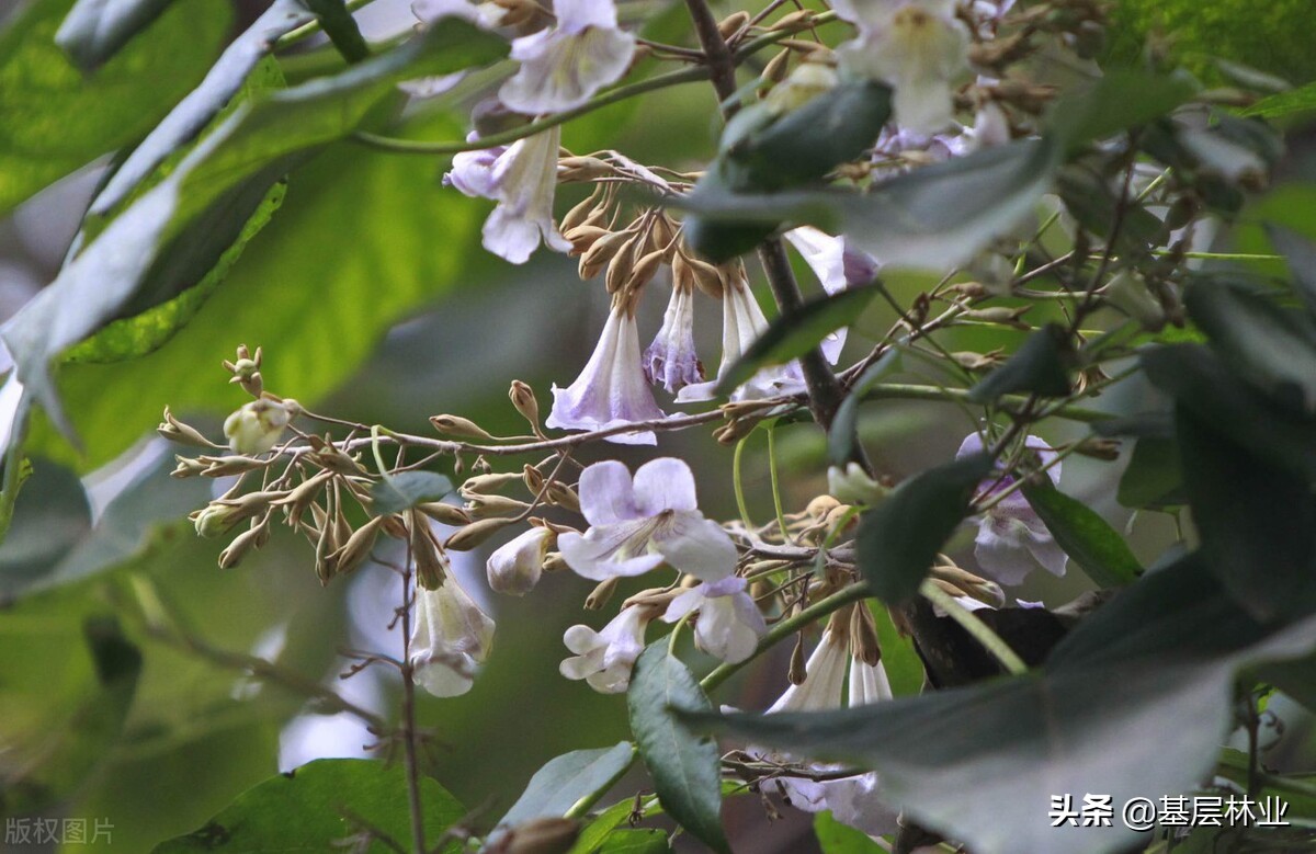 梧桐树的特点(这才是真正的栖凤之木梧桐,请叫它们悬铃木,泡桐,油桐)