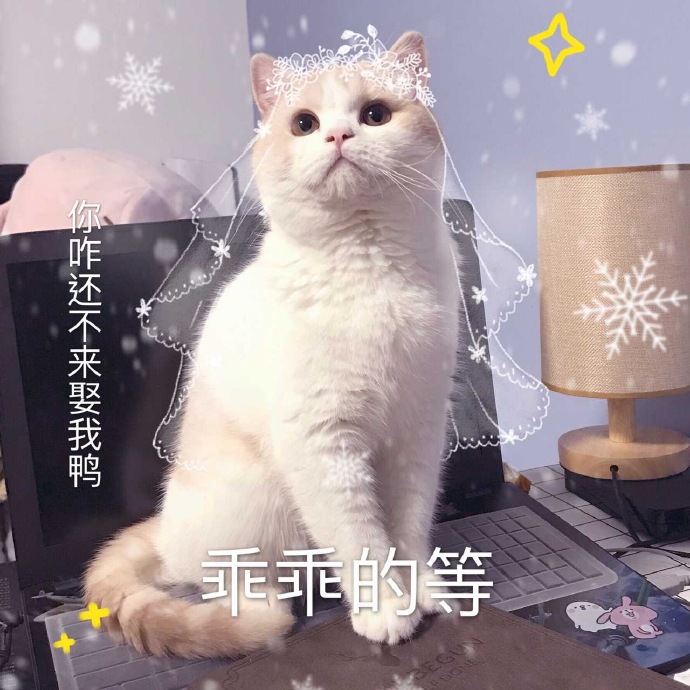 猫咪表情包：今晚那个吗