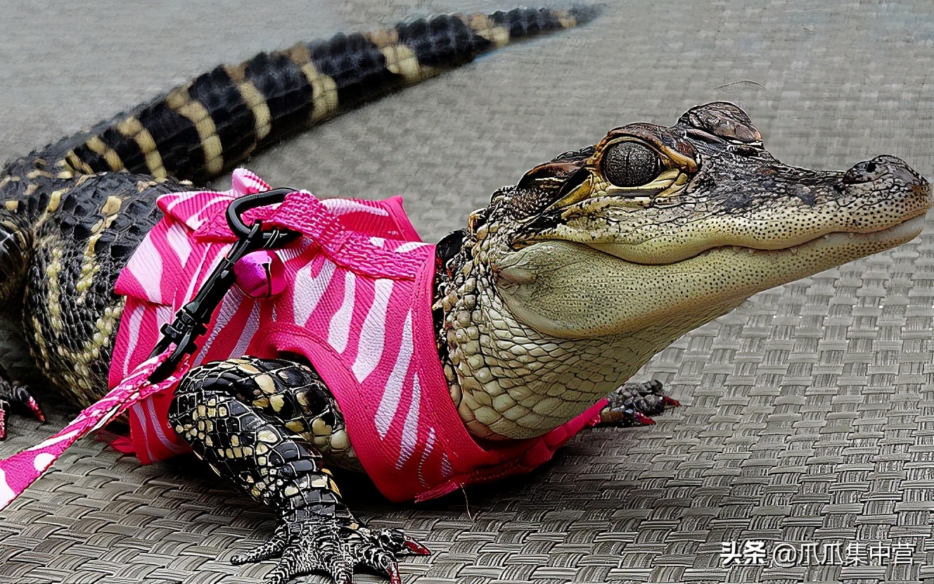 10块钱买鳄鱼当宠物,20年长到200公斤,主人夸它乖巧驯服