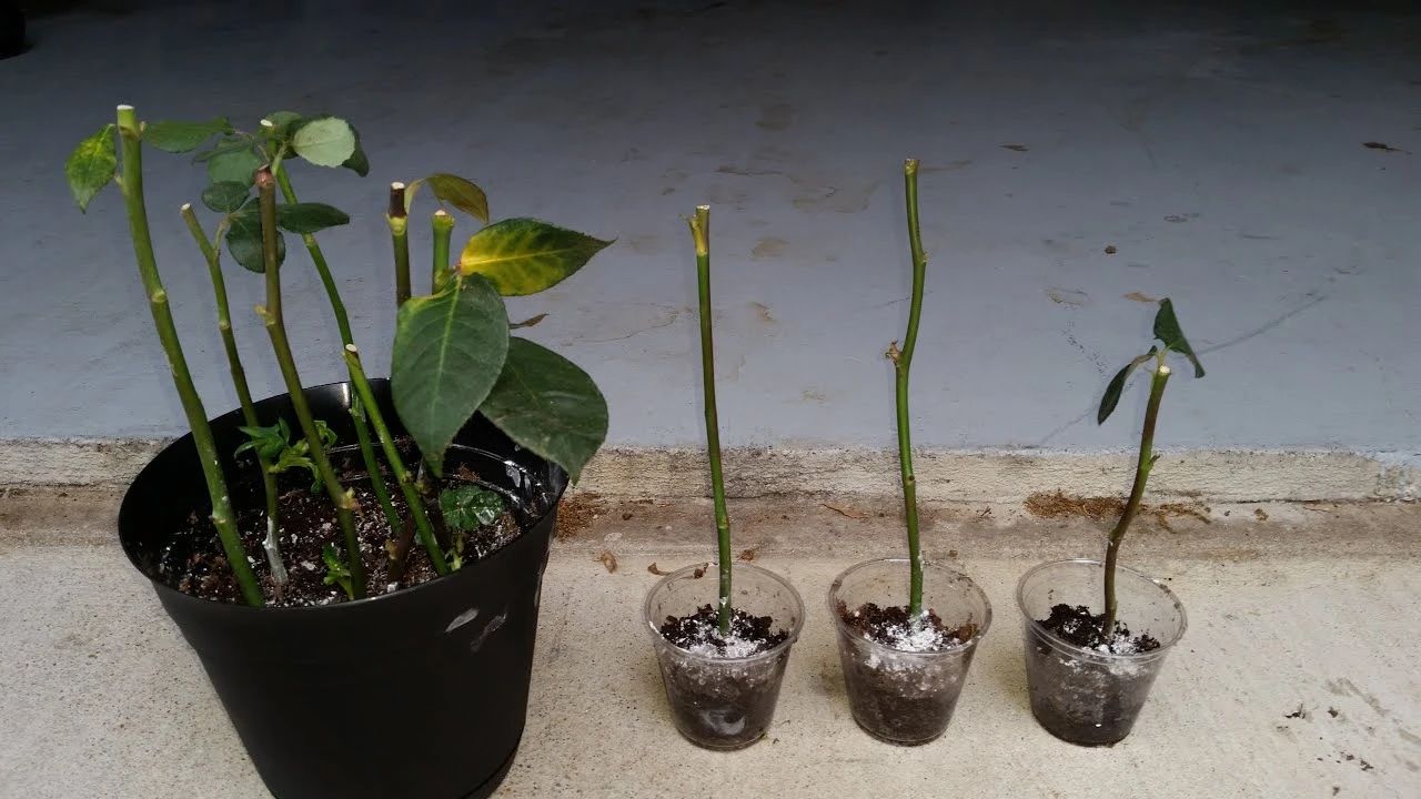 生根粉的危害（养花时杀菌剂和生根粉不能乱用）