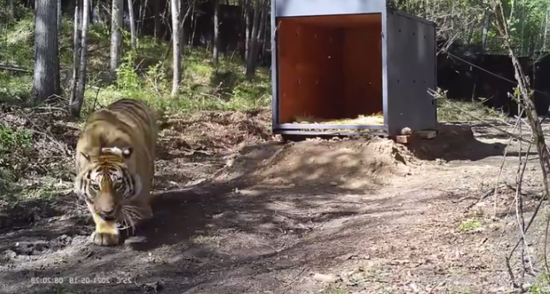 ​25天，进村东北虎完达山一号放归山林，重回自然还会回来吗？