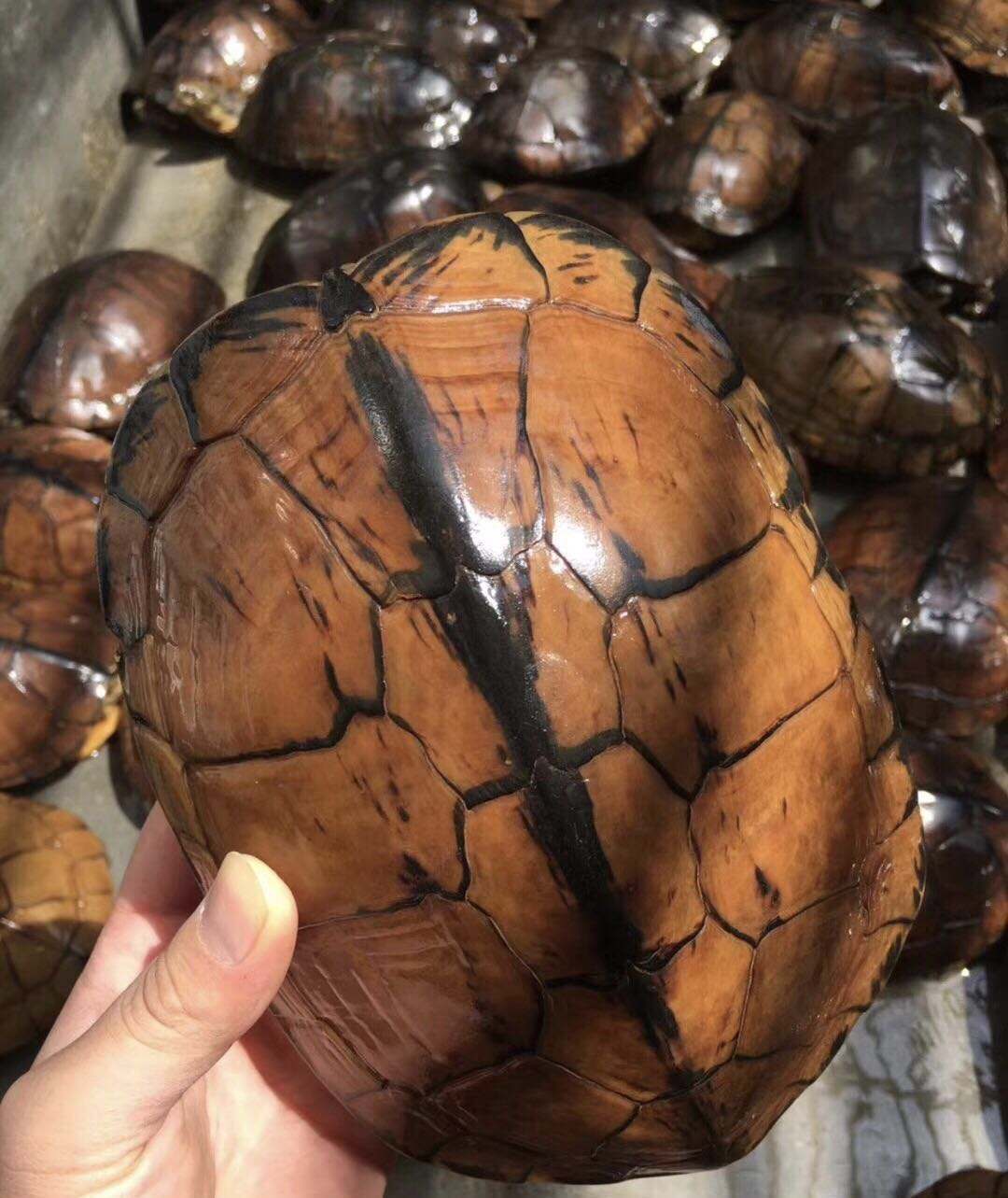 成也萧何,败也萧何,论越南石龟的前世今生