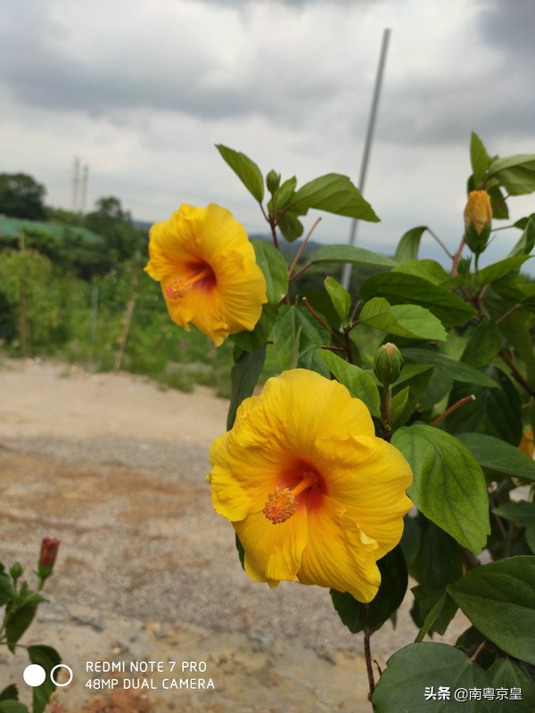 清远北江河边有个小渔村~白庙，还有个娃娃鱼养殖基地雪鲵庄园