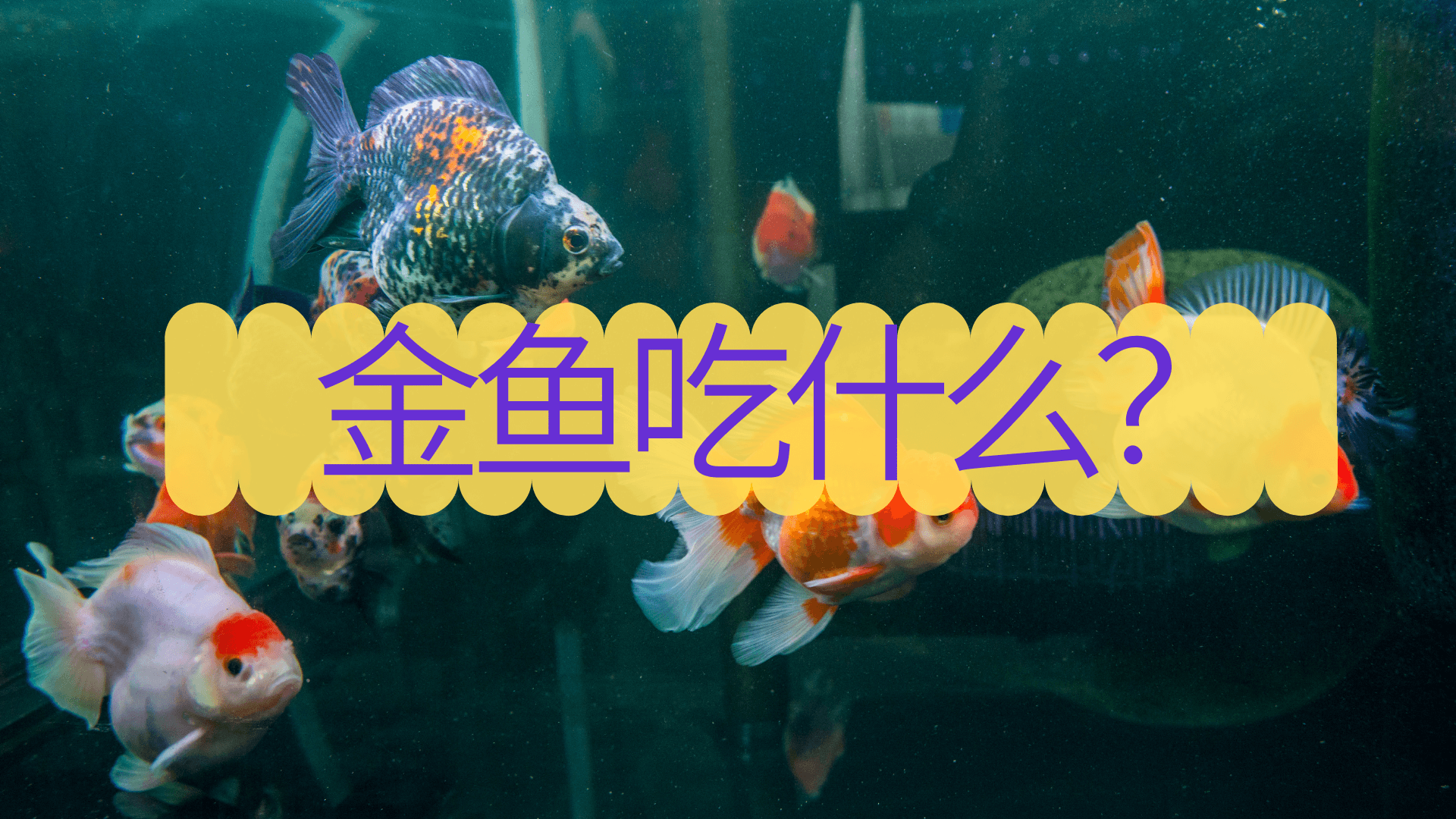 金鱼吃什么食物金鱼多久喂一次