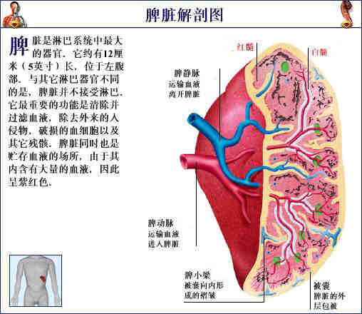 「转载」史上最全的人体（组织器官）全图