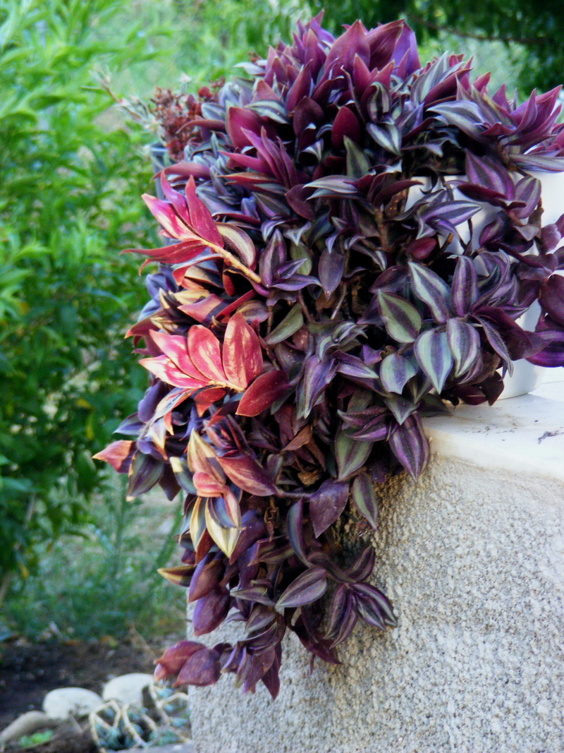 家里养上一盆吊竹梅,可以吸收室内有毒气体,而且好养又好看