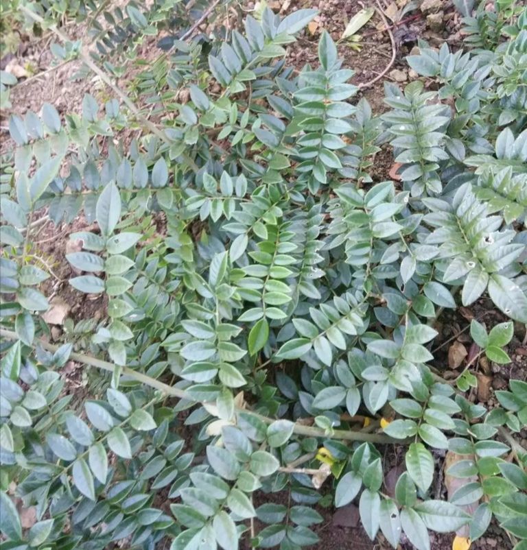 每日中药——山豆根