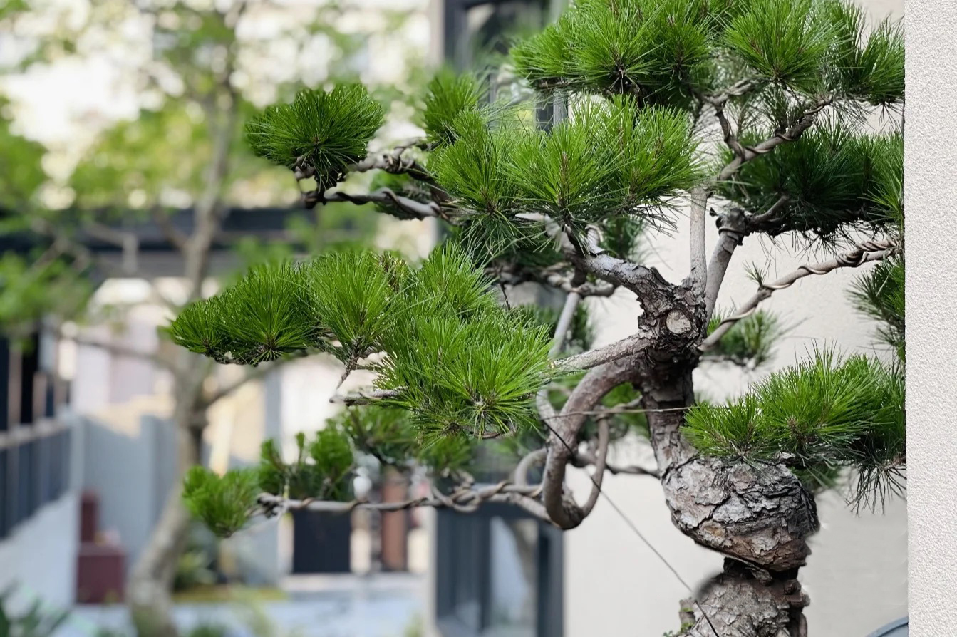 描写松树的句子超优美_晶羽文学网