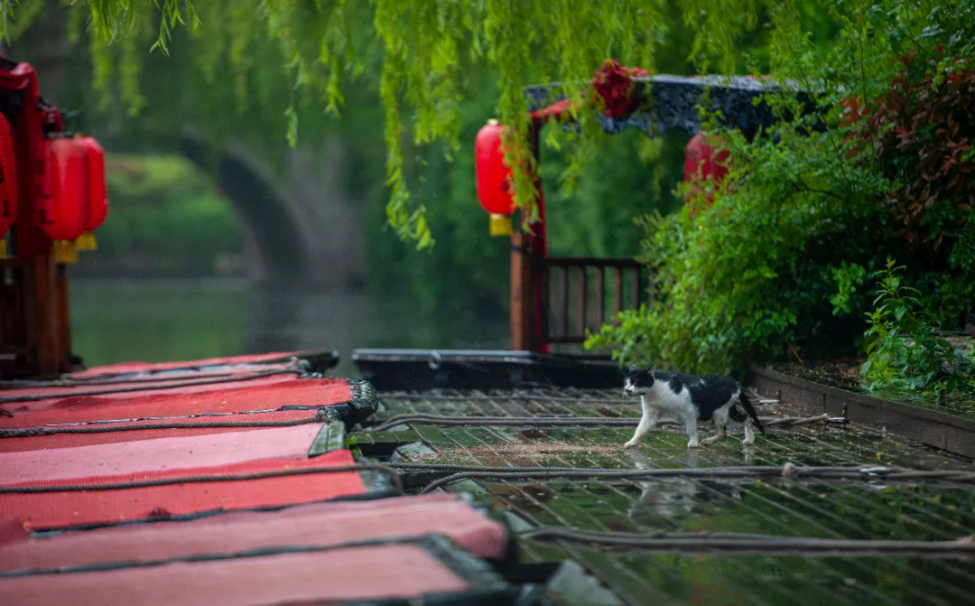 六月人间 | 古城之韵，烟雨蒙蒙让人沉醉