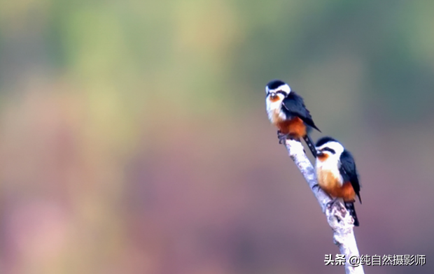 红腿小隼百科知识（中国46种鹰科之一的红腿小隼）