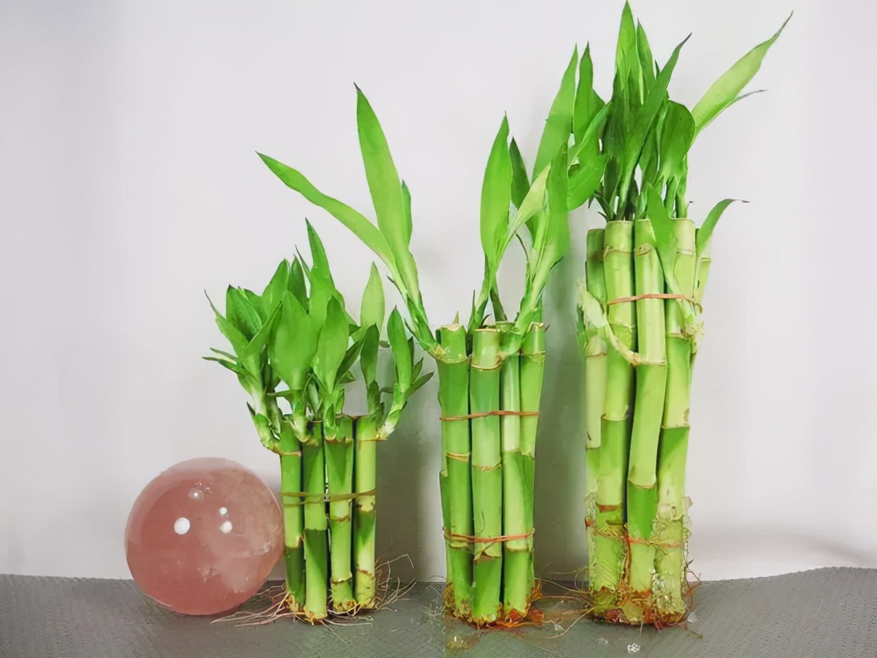 水培富贵竹，7个技巧能快速生根，还要注意4个方面，才能油绿旺盛