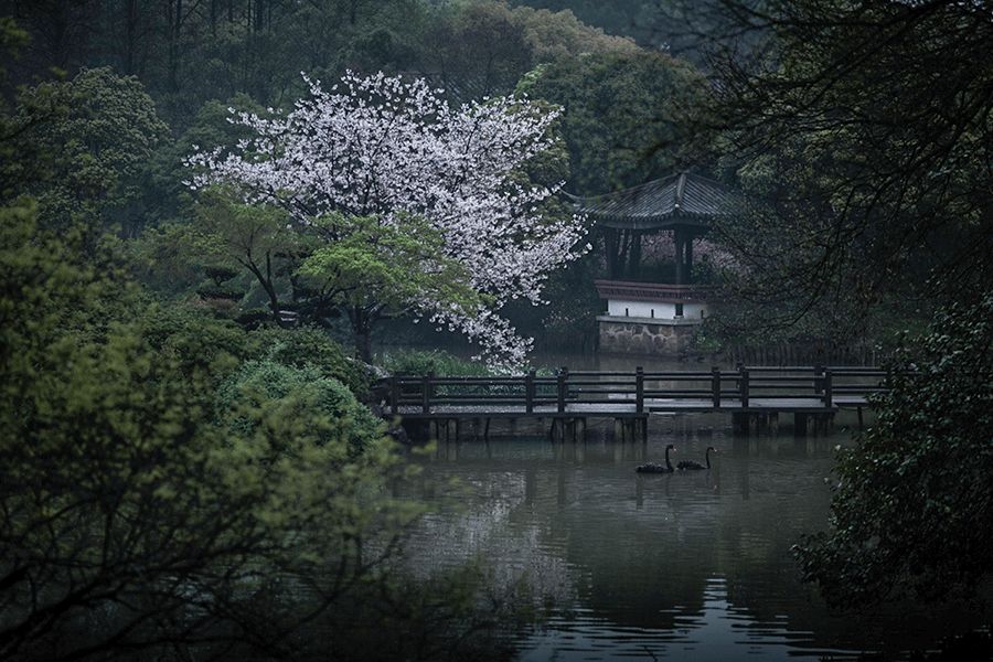 谷雨时节，相思来袭，王维的红豆开了