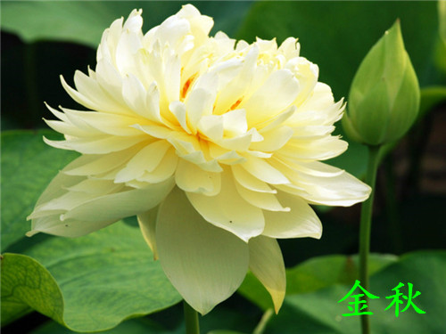 荷花一般什么时候开（荷花开花时间具体介绍）