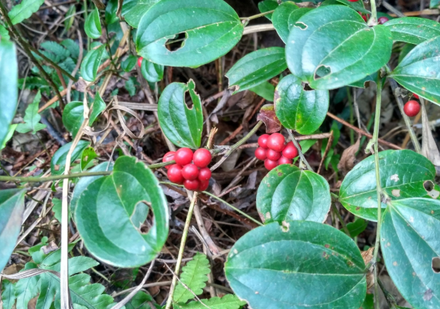 金刚刺:硬如石头刀斧难砍动,却曾当粮食充饥,酿酒更是一绝