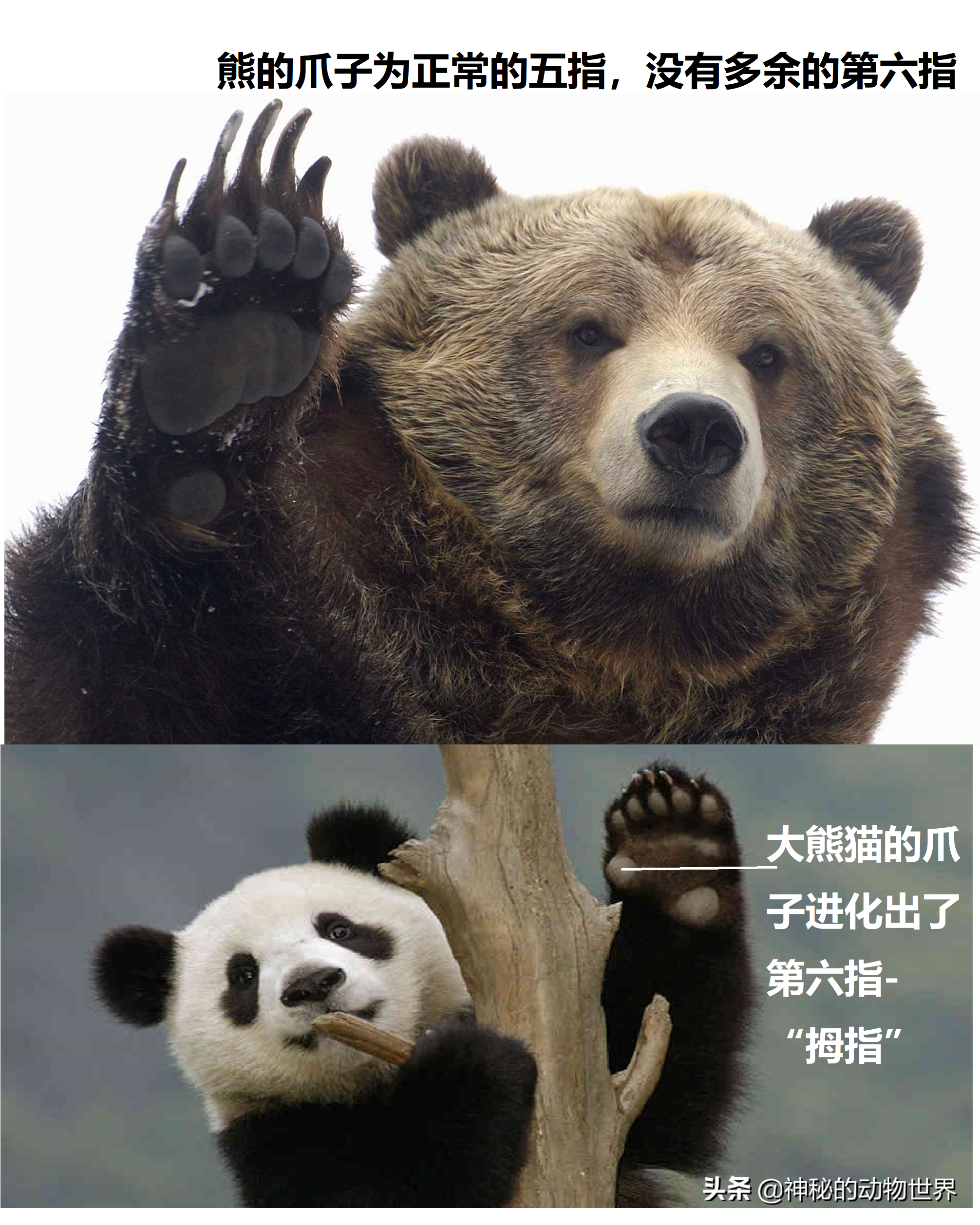 熊猫为什么吃竹子我国特有的动物品种熊猫百科