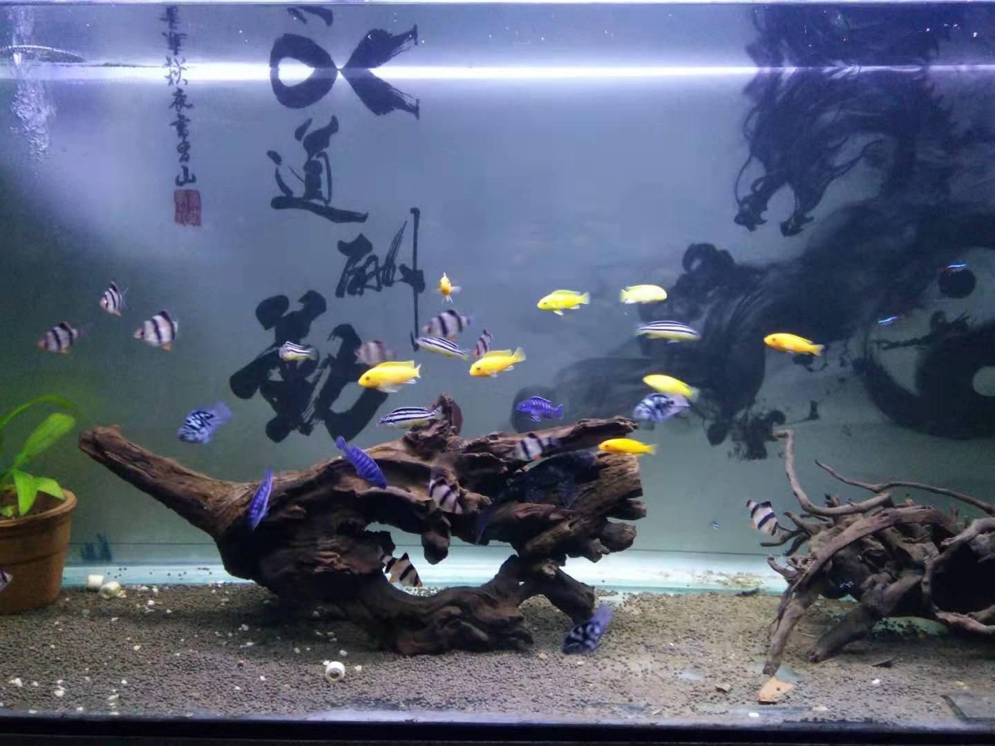 笑死我了,红绿灯鱼也想在鱼缸里占地盘,这整个鱼缸是你家的吗?