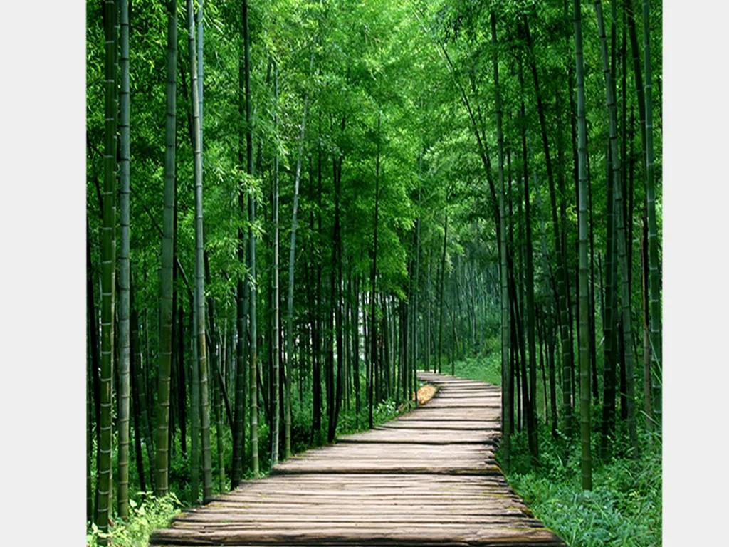 写竹林周围优美的句子