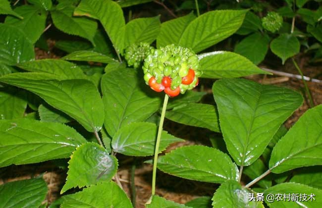 西洋參種植,西洋參種植的環境條件
