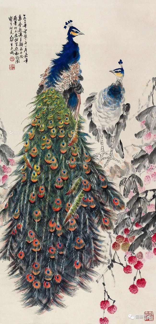 孔雀东南飞！高贵、冷艳的白孔雀