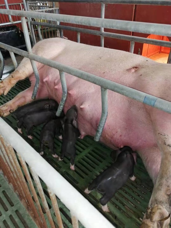 扬州大学动物科学与技术学院（体细胞克隆技术）